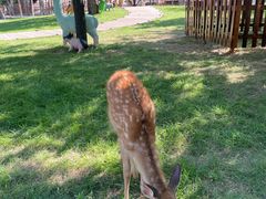 -北京鹿世界主题园