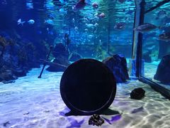 -凯莉-塔尔敦海洋生物水族馆
