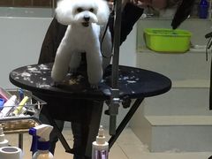 -Oh My Dog宠物沙龙(伊珊娜皮毛护理店)