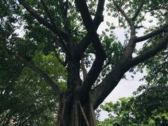 -晓港公园