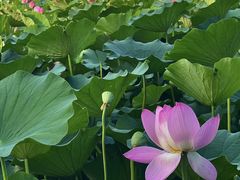 -莲花池公园
