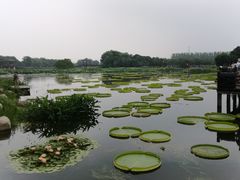 -荷塘月色湿地公园·向阳花洲