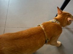 -Again Coffee Roaster(香蜜湖店)