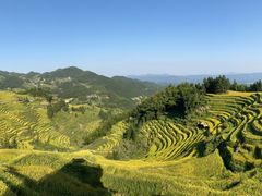 -紫鹊界梯田景区