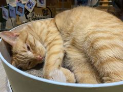 -藏猫猫咖啡主题馆(中央大道店)