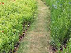 -春花秋色城市公园