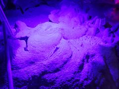 -柳州白莲洞洞穴科学博物馆
