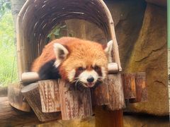 -北京野生动物园