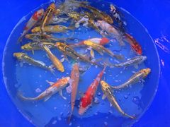 -华声天桥民俗文化园