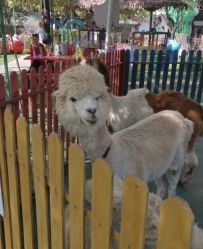 -萌宠亲子动物乐园(槐房万达店)