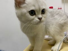 -爱佳宠物中心医院24H·CT·骨外科·猫专科(瑶海万达店)
