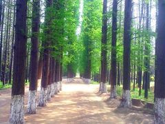 -渡海小渔村.老辈日照菜