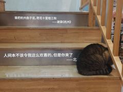 -猫的天空之城概念书店(杭州南宋御街店)