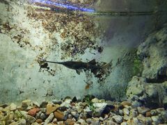 -东方巨龟苑景区