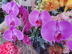 -厦门园林博览苑