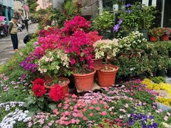 -平吉花卉市场