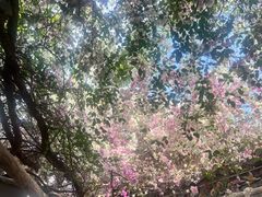 -深圳国际园林花卉博览园