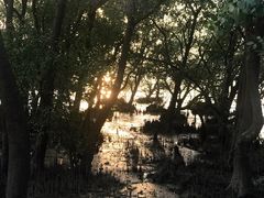 -宝安西湾红树林湿地公园