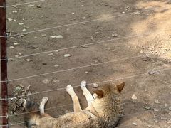 -青藏高原野生动物园