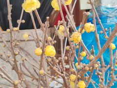 -龙大花卉苗木市场