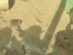 -秦皇岛野生动物园