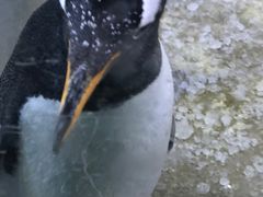 -芜湖新华联大白鲸海洋公园