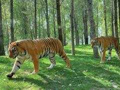 -北京野生动物园