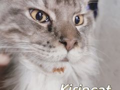 -十年猫舍·猫咪专门店(普陀店)