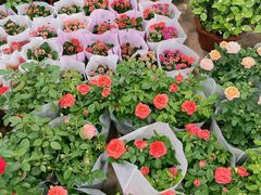 -双季花艺园艺市场(浦东店)