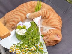 -可丽可丽·生日蛋糕·下午茶(厦门鹭港店)