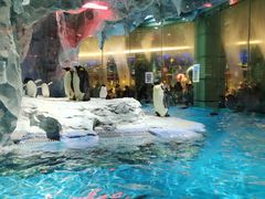 -帝企鹅自助餐厅•儿童岛•真企鹅(长隆企鹅酒店)