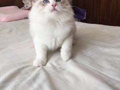-Bastet sally猫舍购宠(静安店)