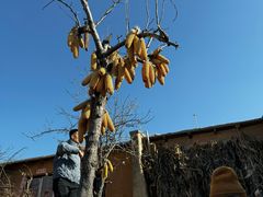 -清风小镇闯关东影视基地