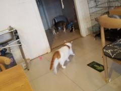 -平行世界·猫咖(首经贸店)