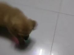 -暖阳宠物医院·犬猫康复中心·骨科