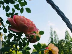 -昆山城市生态森林公园