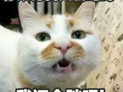 -No.1猪扒包(南坑店)