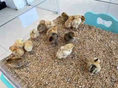 -怪兽屋·羊驼·猫咖·狗咖(俊华广场店)