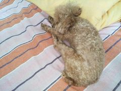 -惠康宠物医院(华能路店)