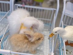 -怪兽屋·羊驼·猫咖·狗咖(俊华广场店)