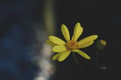 -罗亚帝·NASHOW纳秀形象设计