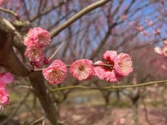-花开海上生态园