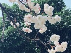 -天适樱花悠乐园