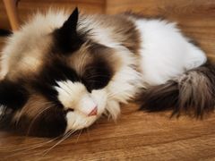 -滚猫咖啡·猫咖·猫友好撸猫(未来城店)