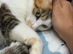 -佩兹宠物医院肿瘤专科·眼科·牙科(黄浦店)