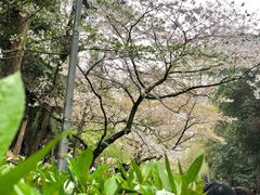 -武汉大学-樱园