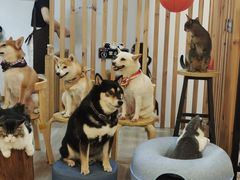 -柴迷FANS CLUB·柴犬狗咖·猫咖
