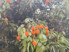 -云溪植物园