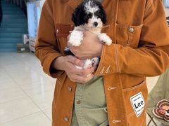 -翊宠yipet猫狗购宠庄园