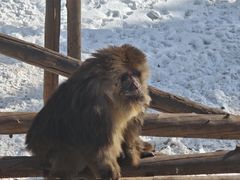 -西霞口神雕山野生动物世界